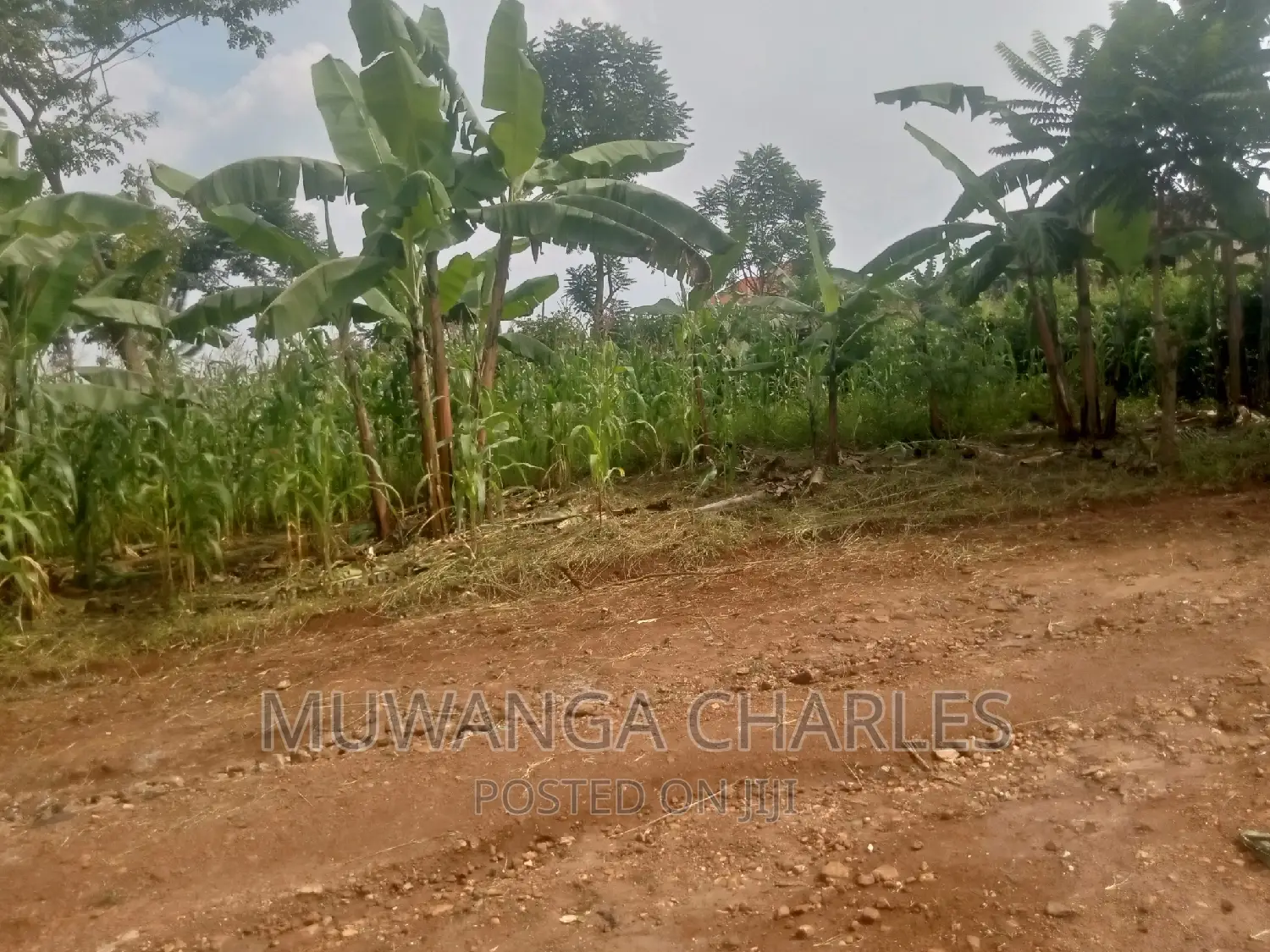 Plot's Available for Sale at Busukuma in Central Division