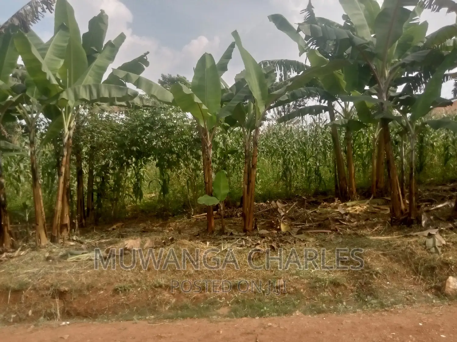 Plot's Available for Sale at Busukuma in Central Division