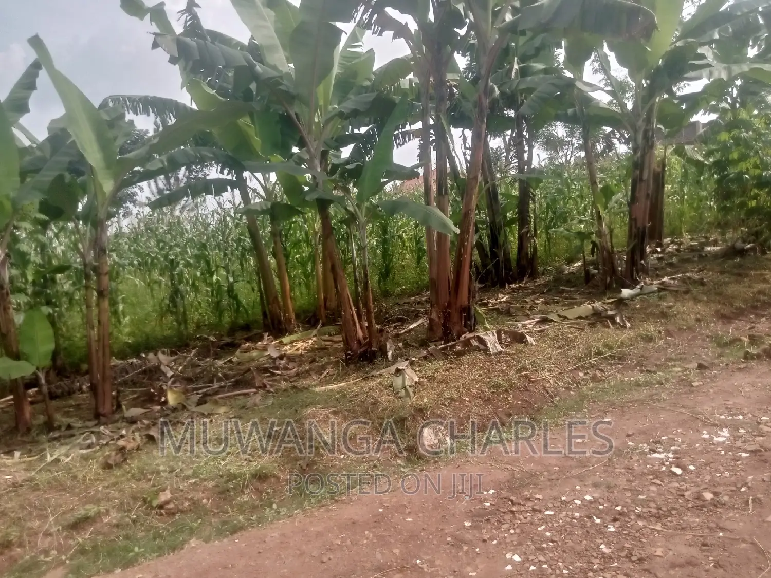 Plot's Available for Sale at Busukuma in Central Division