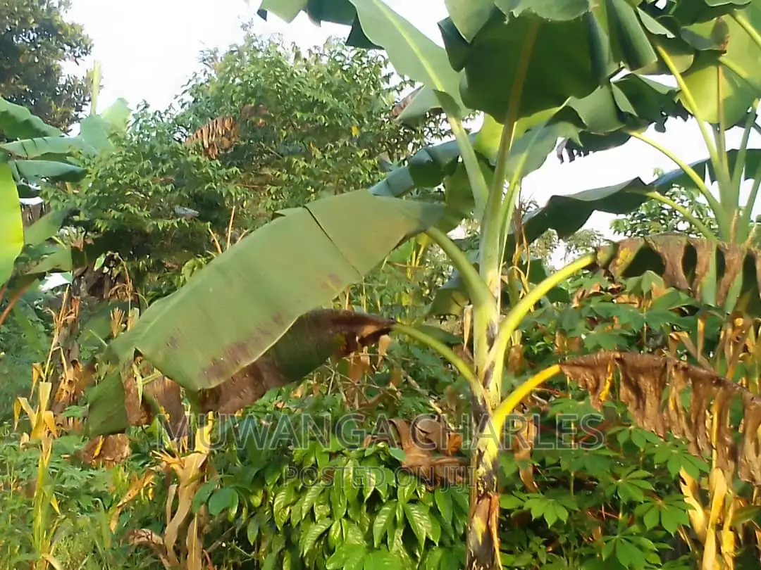 Land for Sale in Kiwenda in Central Division