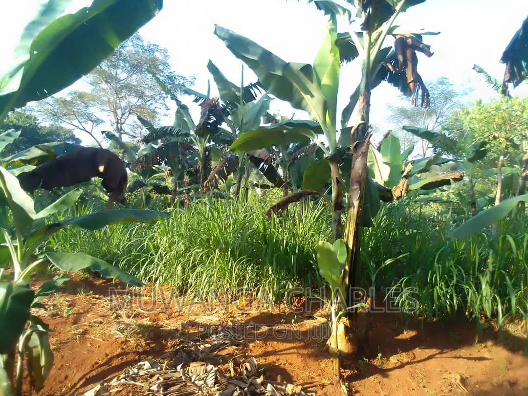 Land for Sale in Kiwenda in Central Division