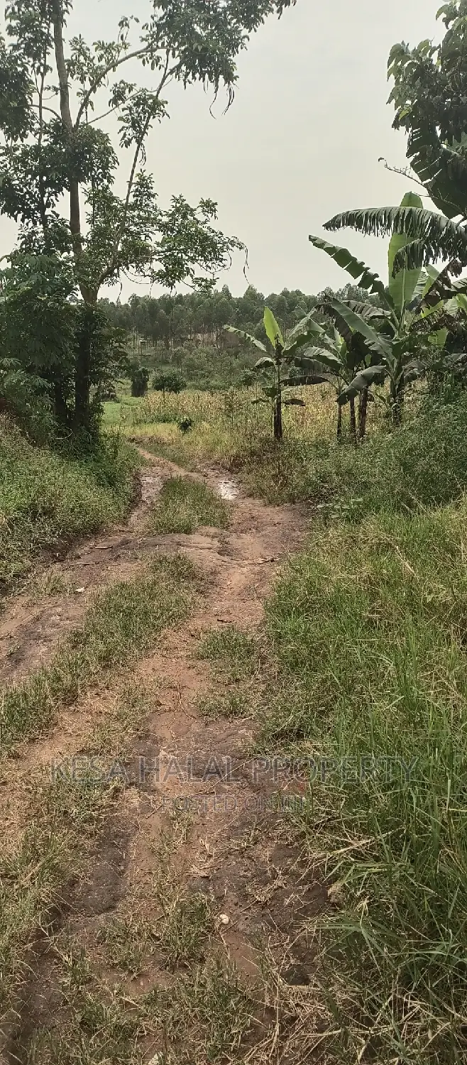 2 Plots Remained 50X100 Just 6M Kalule It Has Water Source in Bombo TC