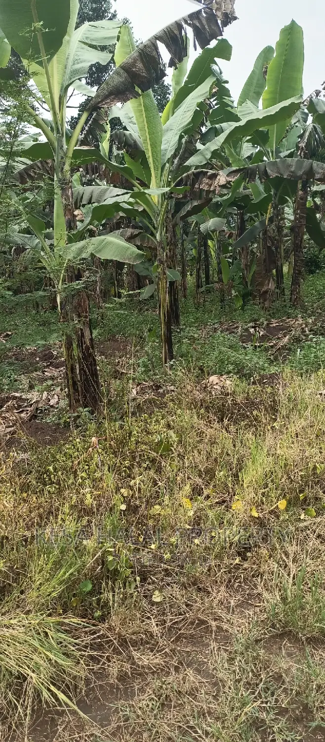 2 Plots Remained 50X100 Just 6M Kalule It Has Water Source in Bombo TC
