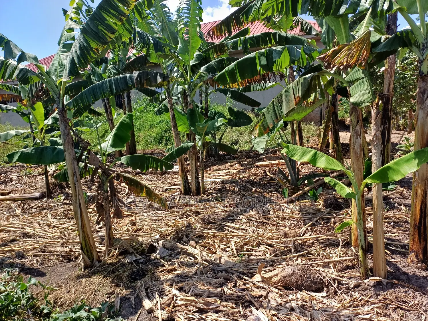 Affordable Plot on Quick Sale in Nsangi Near Police Post in Division A