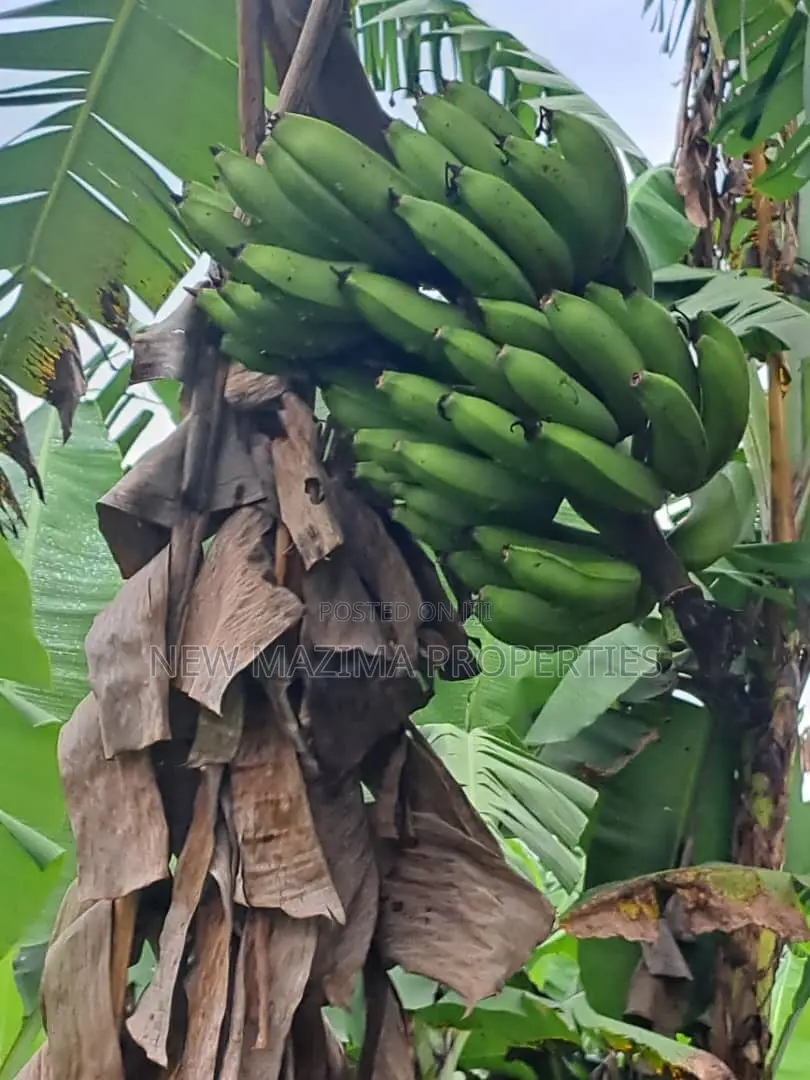 Veryfertile 15acres in Buwalura on Kitalya Rd on Mityaana Rd in Division A