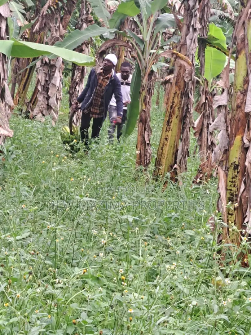 Veryfertile 15acres in Buwalura on Kitalya Rd on Mityaana Rd in Division A