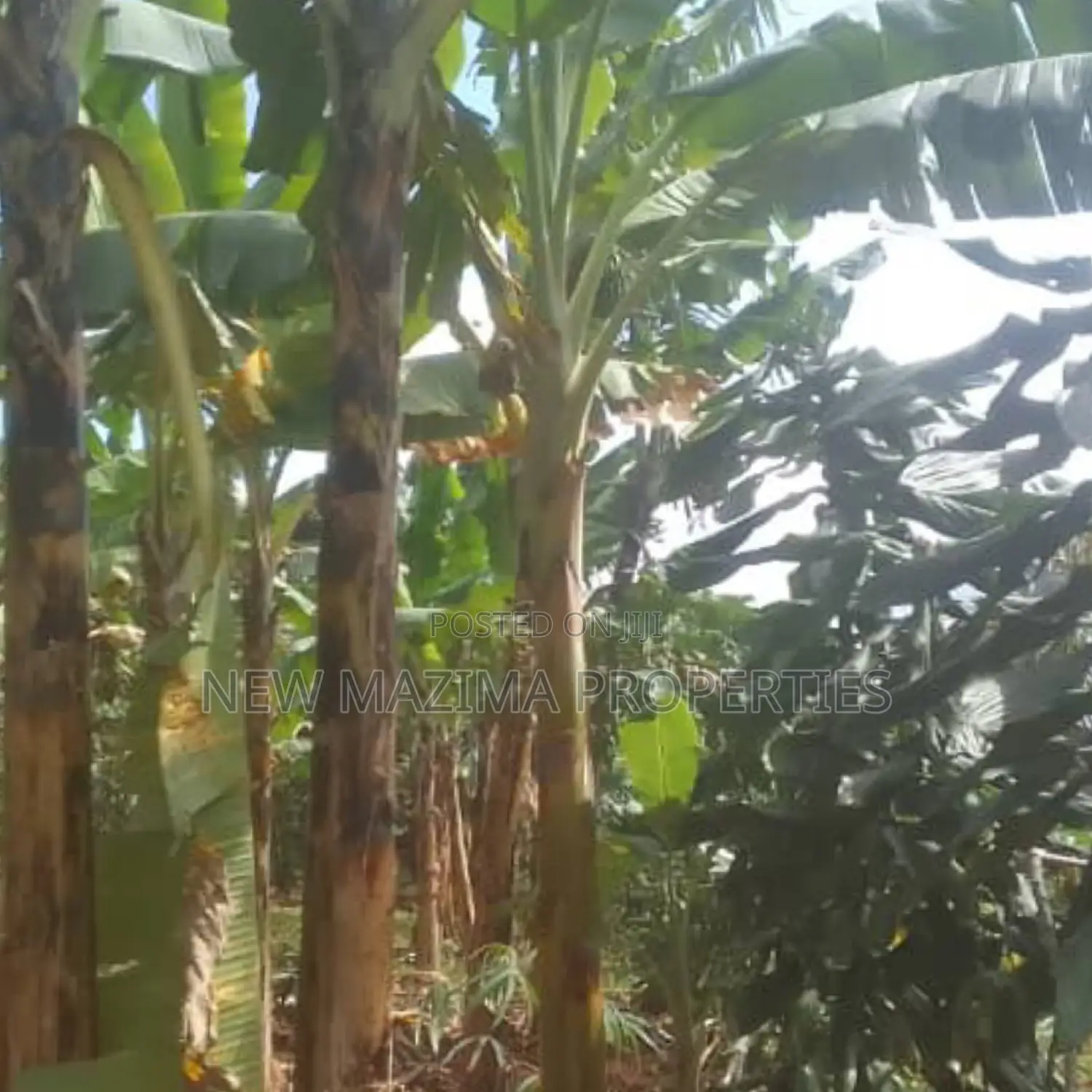 Very Beautiful Plot Ready Private Title Katende Masaka Rd in Division A