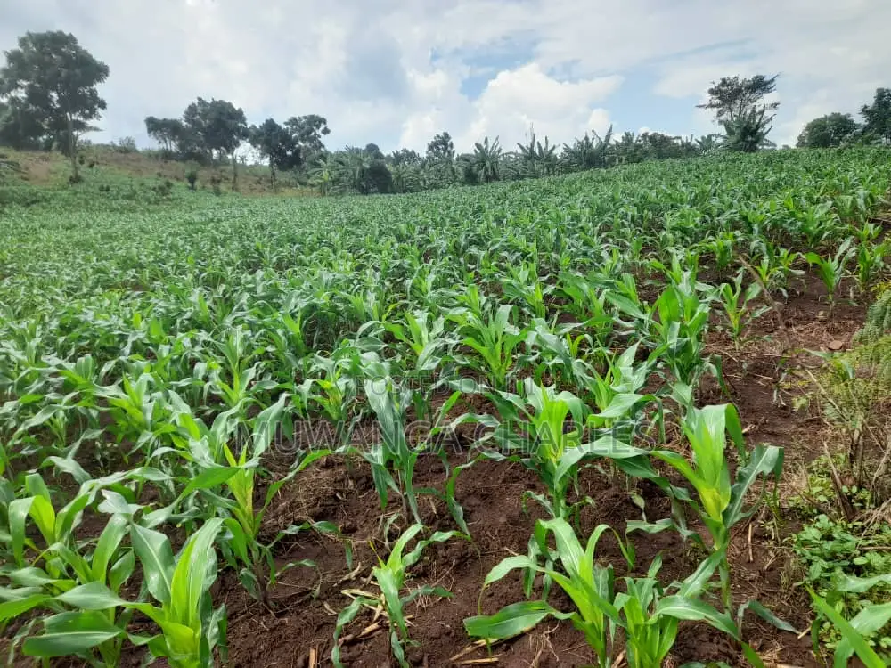2acres of Land for Sale in Nakaseke in Luwero / Luwero
