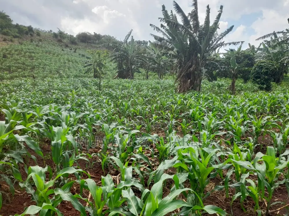 2acres of Land for Sale in Nakaseke in Luwero / Luwero