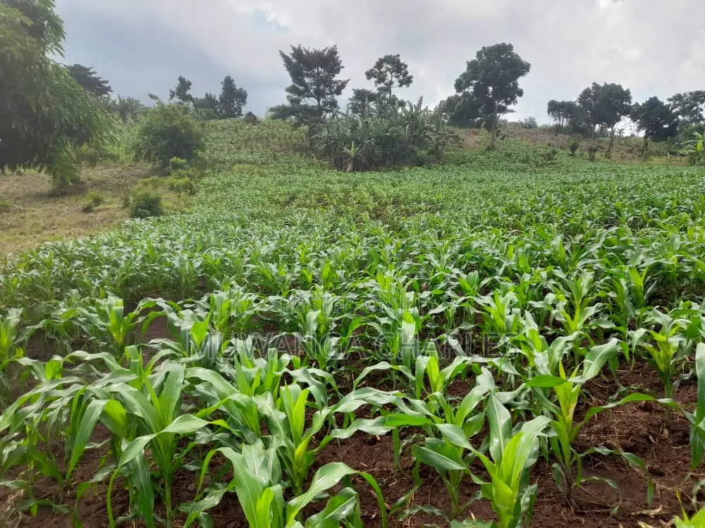 2acres of Land for Sale in Nakaseke in Luwero / Luwero