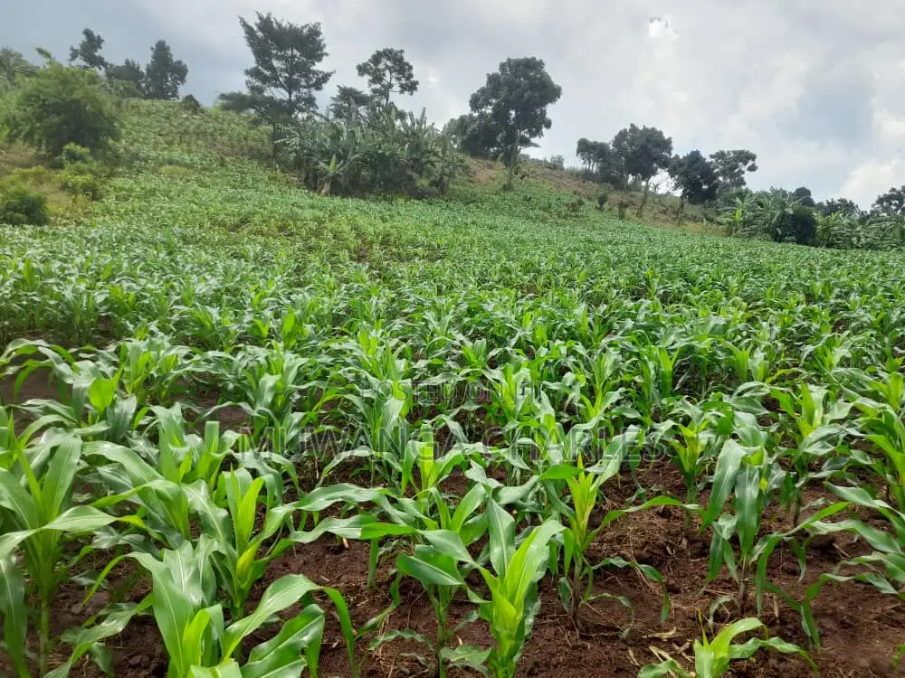 2acres of Land for Sale in Nakaseke in Luwero / Luwero