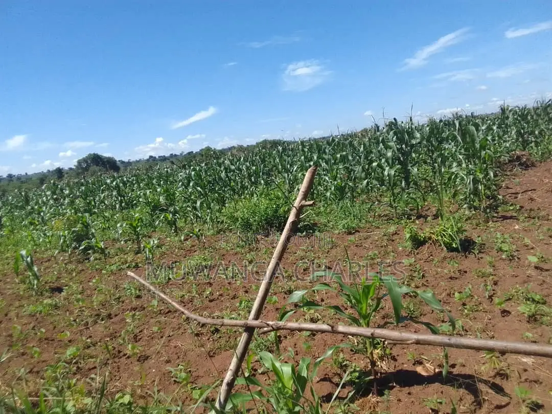 5acres of Land for Sale in Buwambo in Wakiso / Wakiso