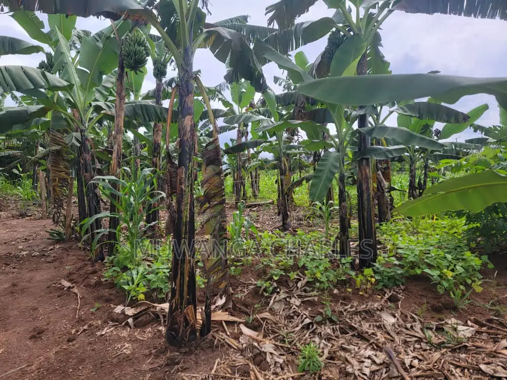 Plot's for Sale in Kira in Wakiso / Wakiso