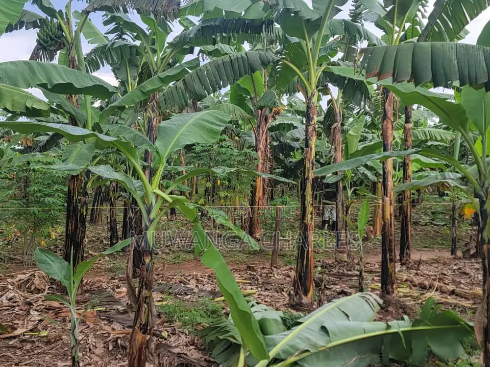 Plot's for Sale in Kira in Wakiso / Wakiso