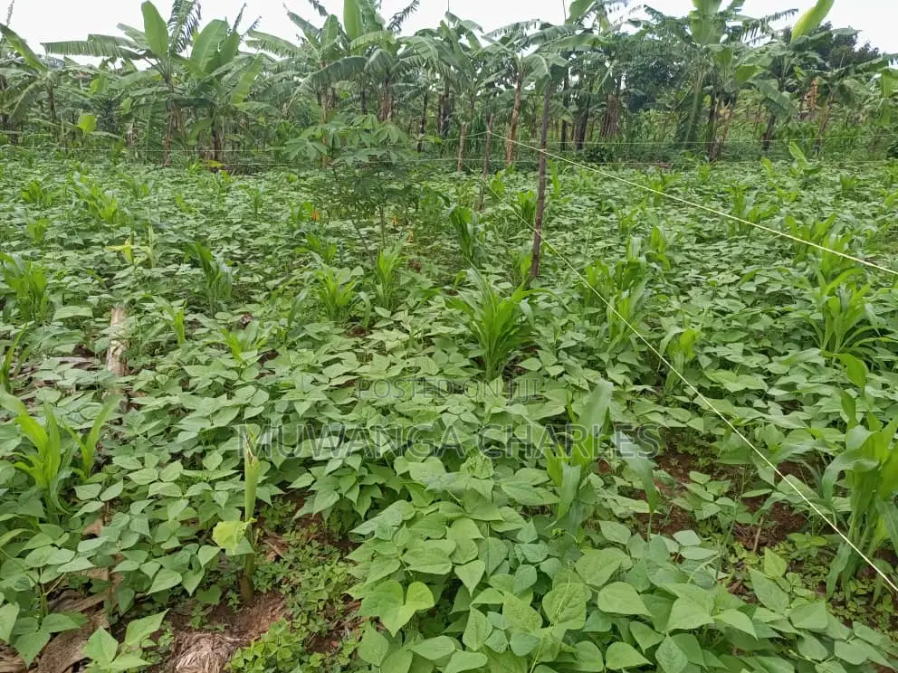 100by100ft Plot for Sale in Kira in Kira
