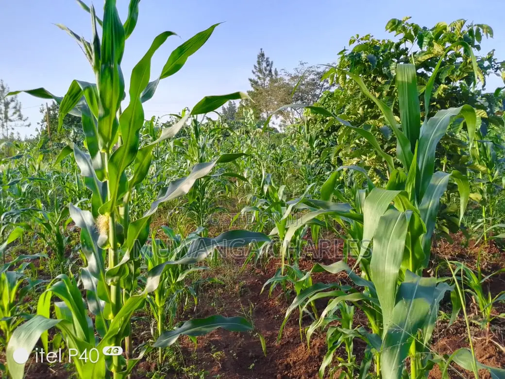 3acres of Land for Sale in Busiika in Luwero TC