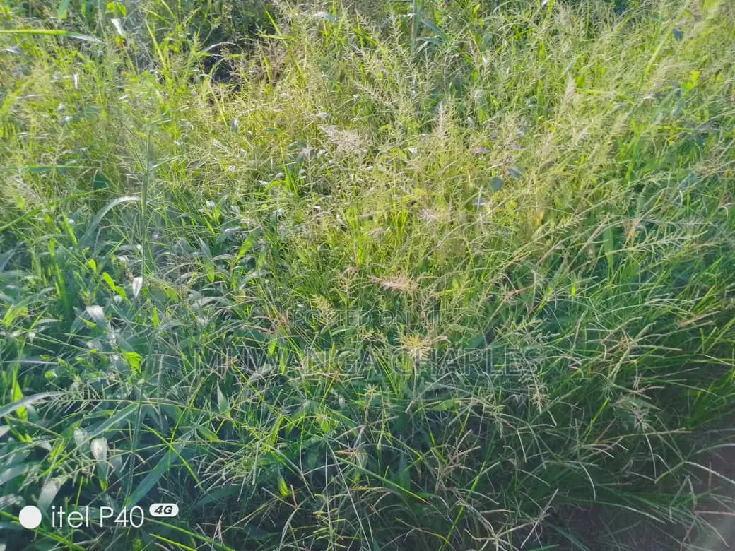 2acres of Land for Sale in Wabutungulu in Luwero TC