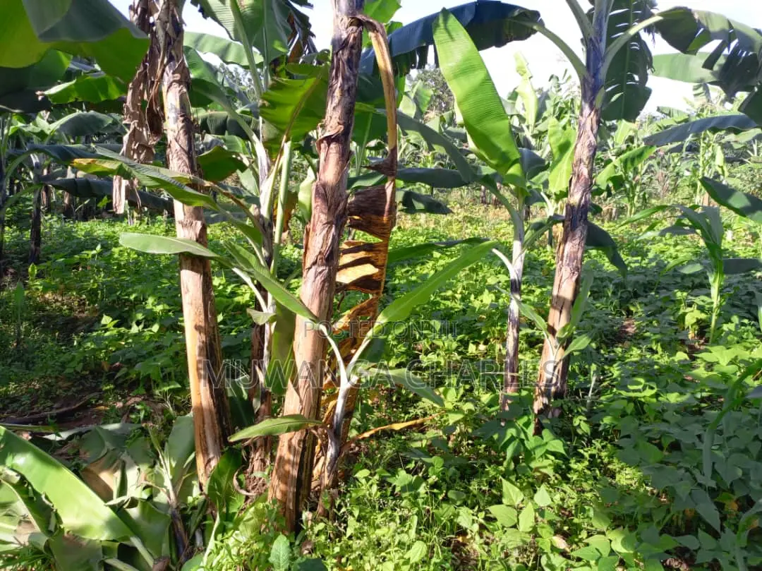 2acres of Land for Sale in Luwero in Luwero TC