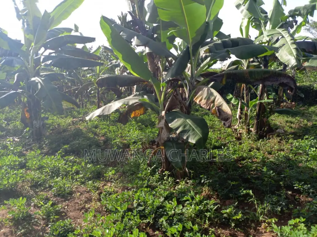 2acres of Land for Sale in Luwero in Luwero TC