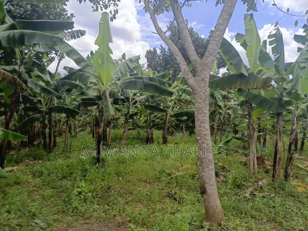 50decimals of Land for Sale in Matugga in Division B