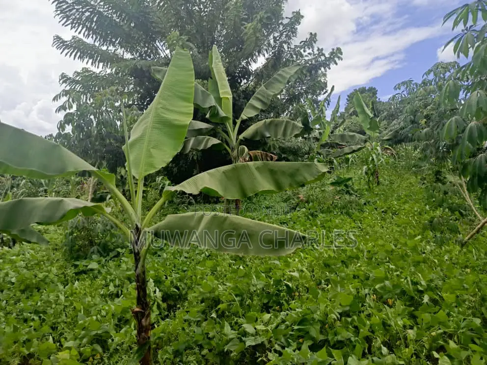 50decimals of Land for Sale in Matugga in Division B