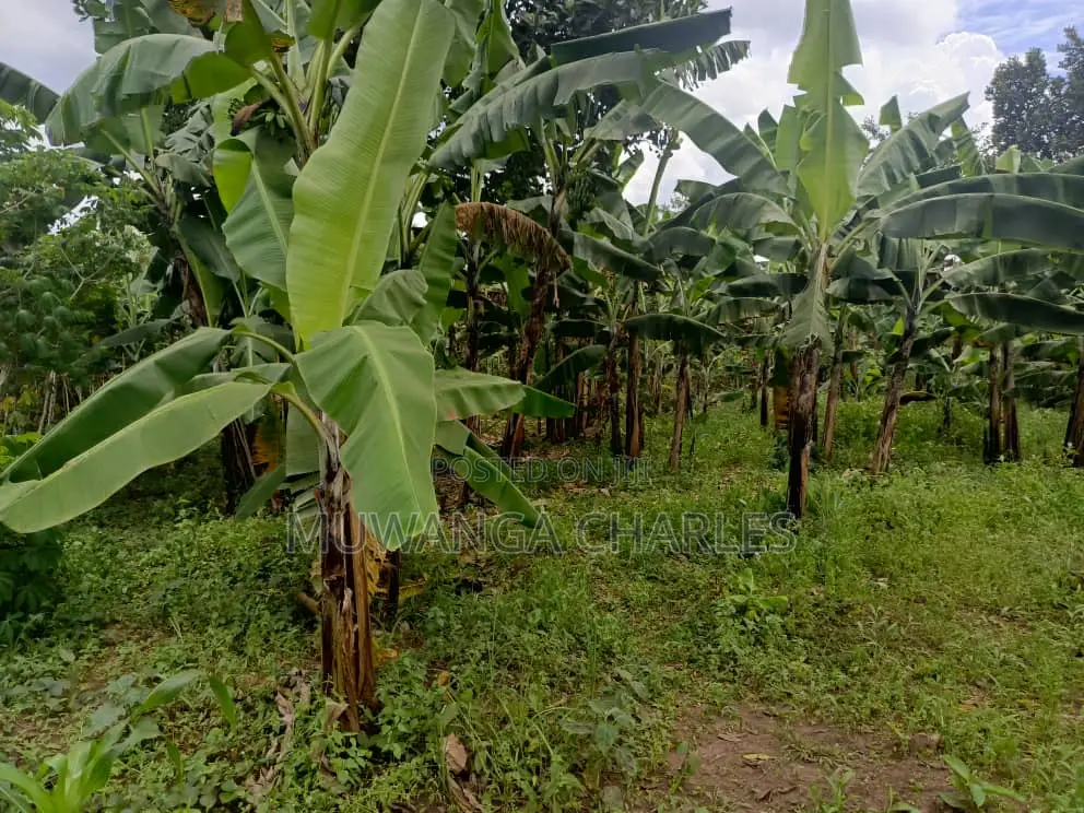 50decimals of Land for Sale in Matugga in Division B