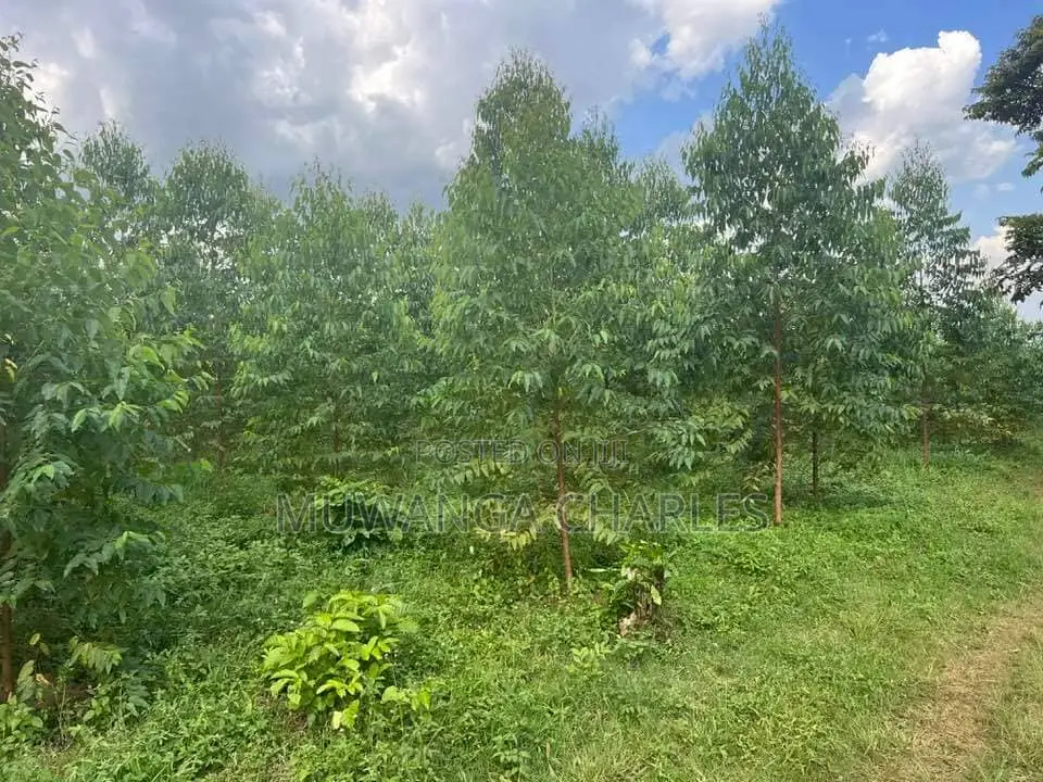 20acres for Sale in Nakasongola in Kakooge