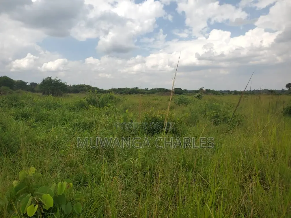 50acres of Land for Sale in Kabunyata in Nakasongola TC