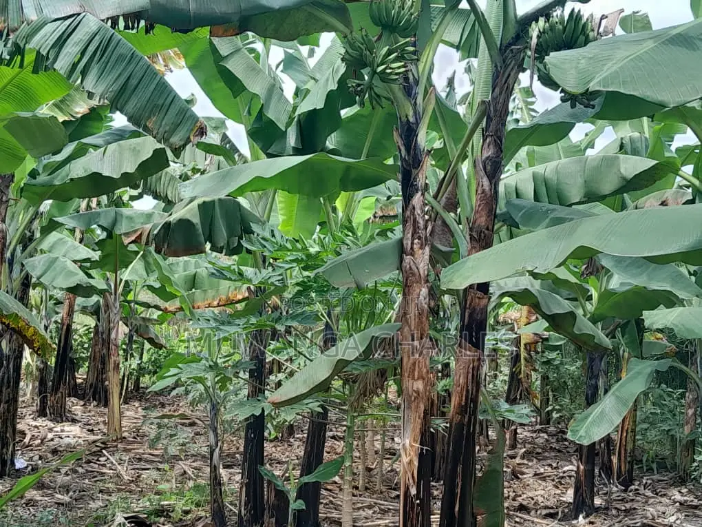 10acres of Land for Sale in Kalule in Luwero / Luwero