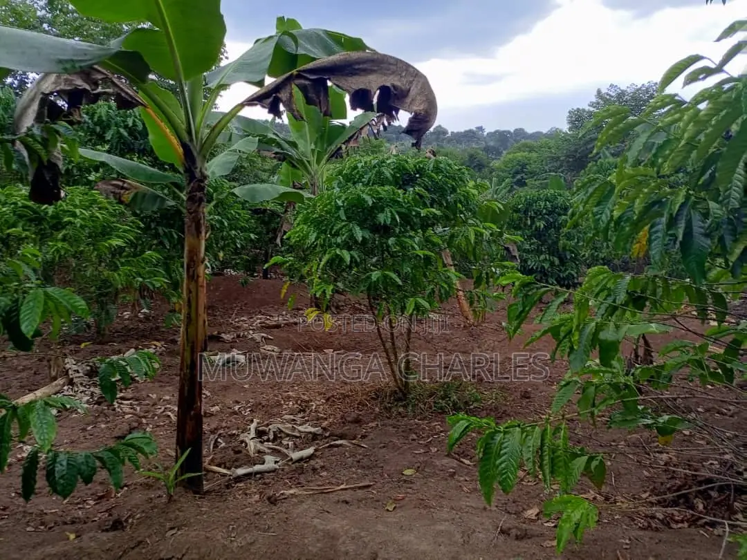 10acres of Land for Sale in Kalule in Luwero / Luwero