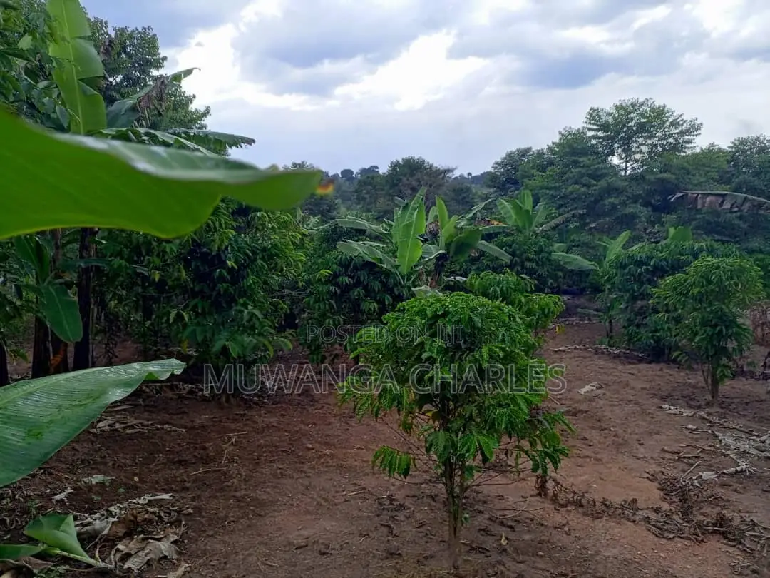 10acres of Land for Sale in Kalule in Luwero / Luwero