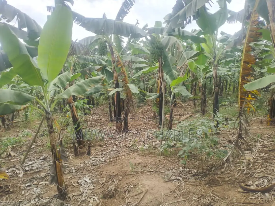 12decimals of Plot for Sale in Kira in Kira