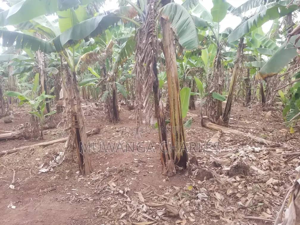 12decimals Plot of Land for Sale at Kitukutwe in Kira