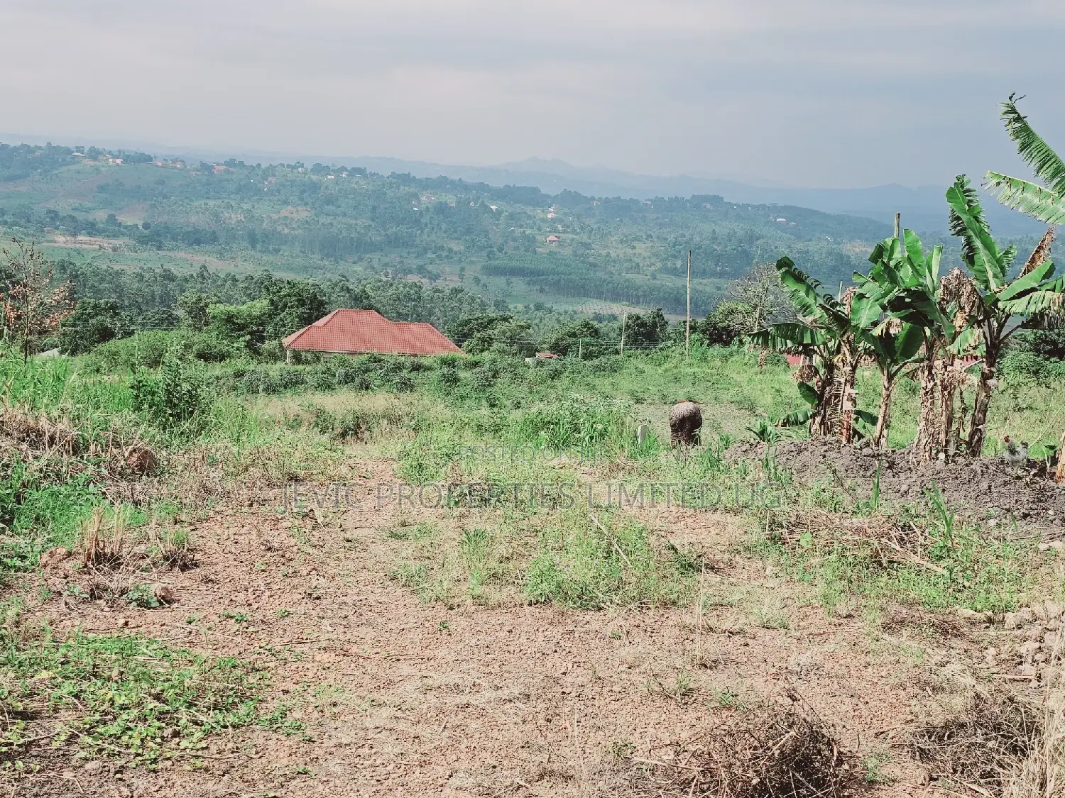 Do You Dream Big Biger ,Grab This Land No Regret in Kakiri