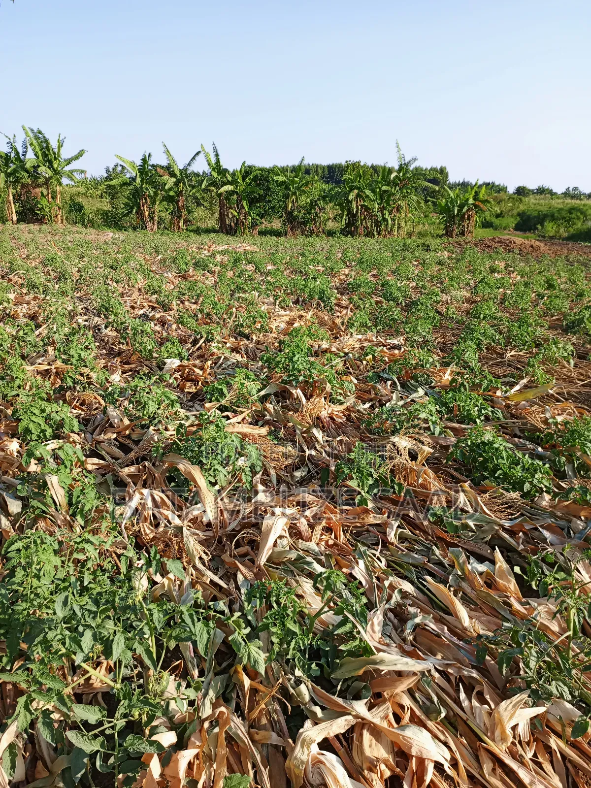 5 Acres of Farm Land on Lake Shores in Mayuge