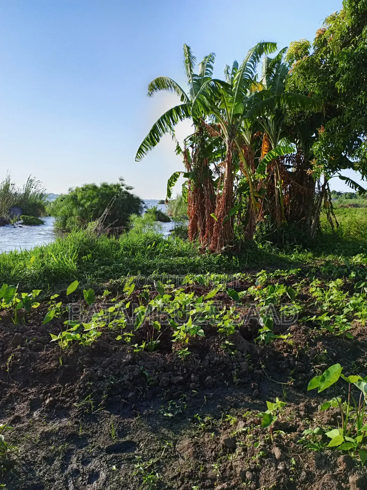 5 Acres of Farm Land on Lake Shores in Mayuge