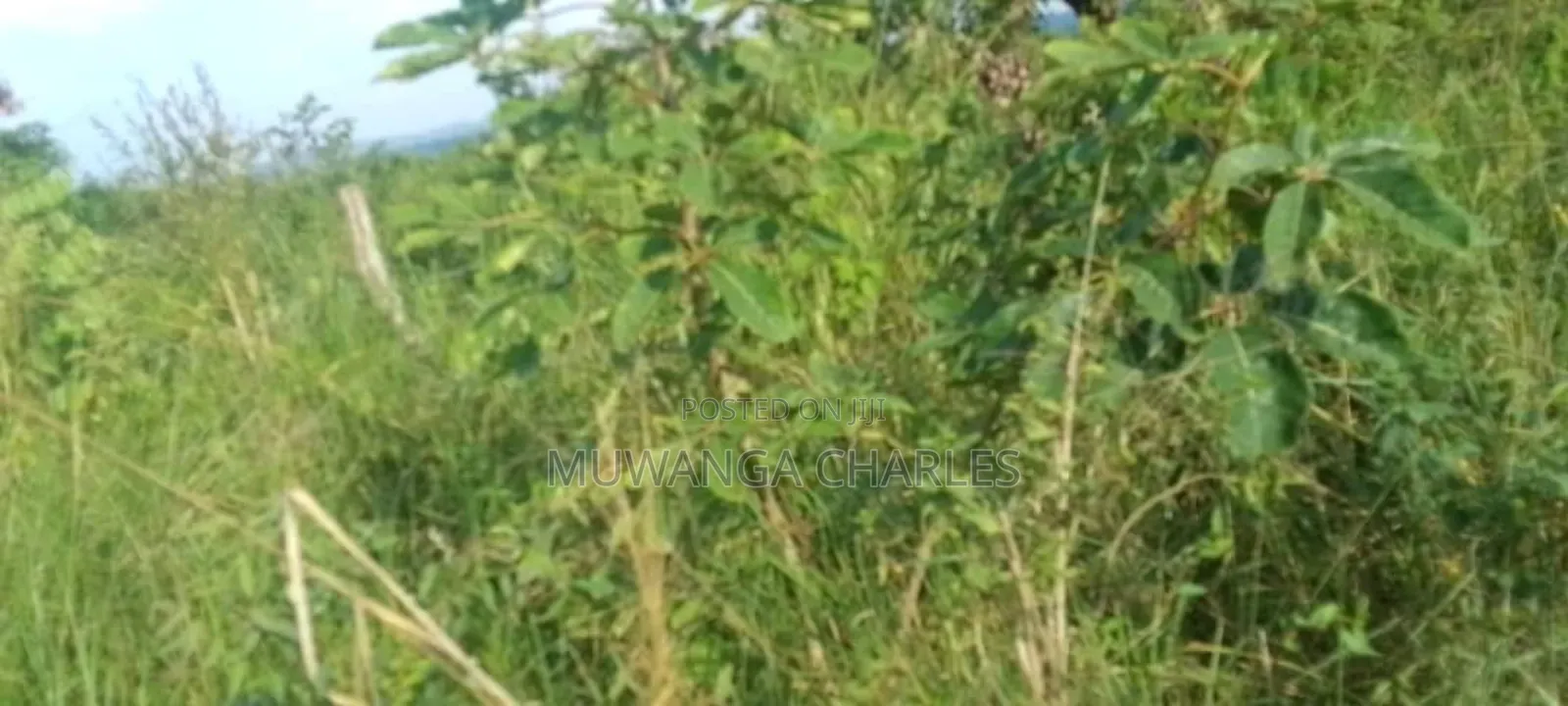 Land for Sale in Kikyusa in Luwero / Luwero