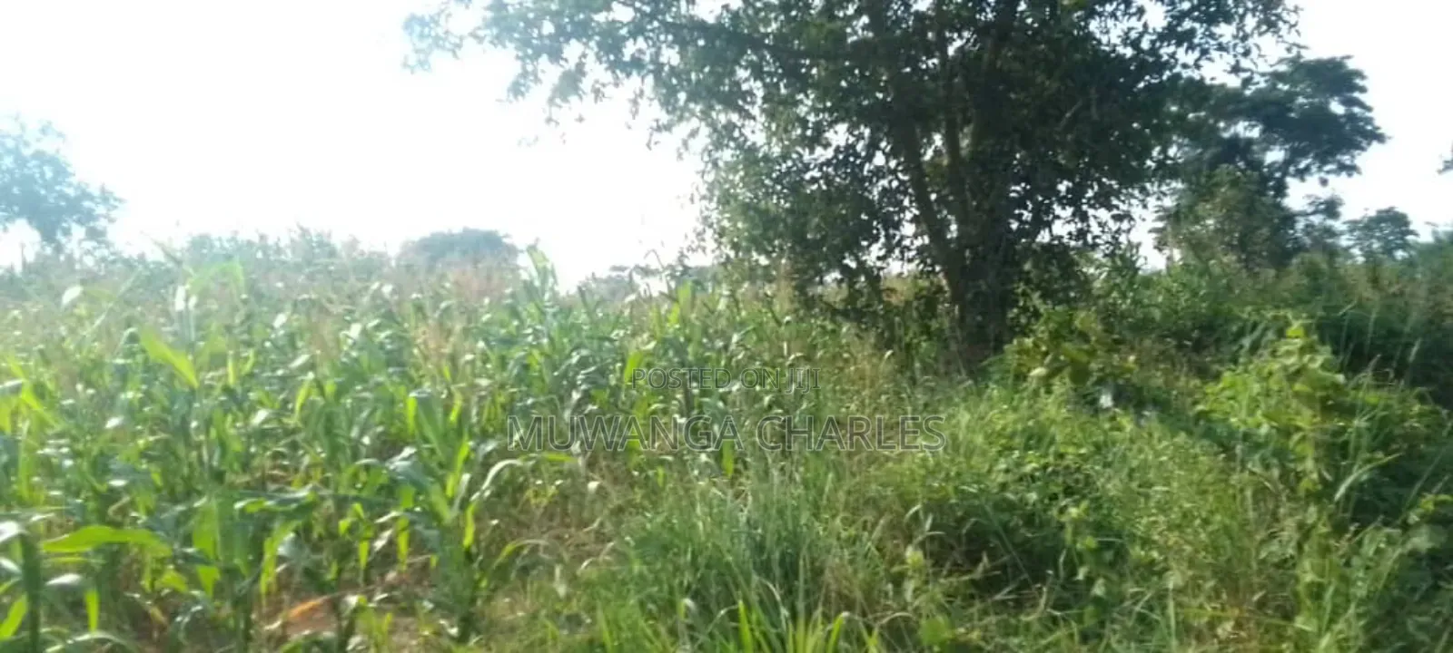 Land for Sale in Kikyusa in Luwero / Luwero