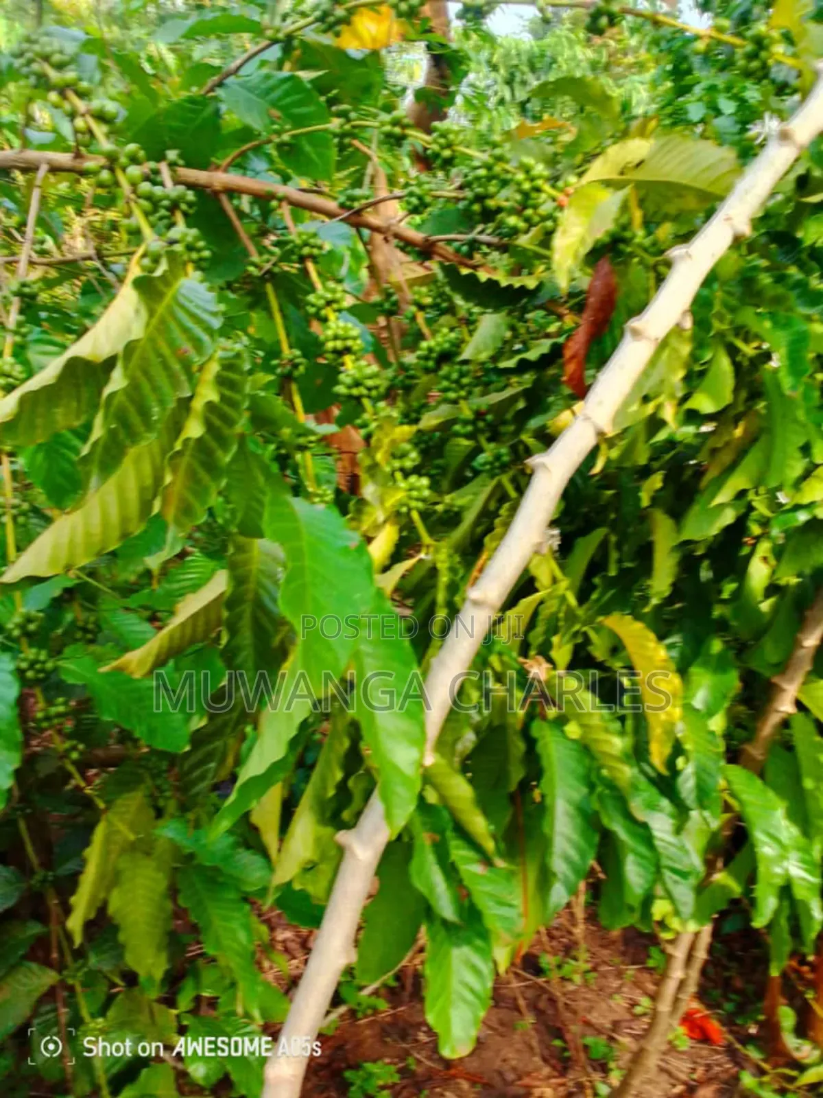 Land for Sale in Kikyusa in Luwero / Luwero