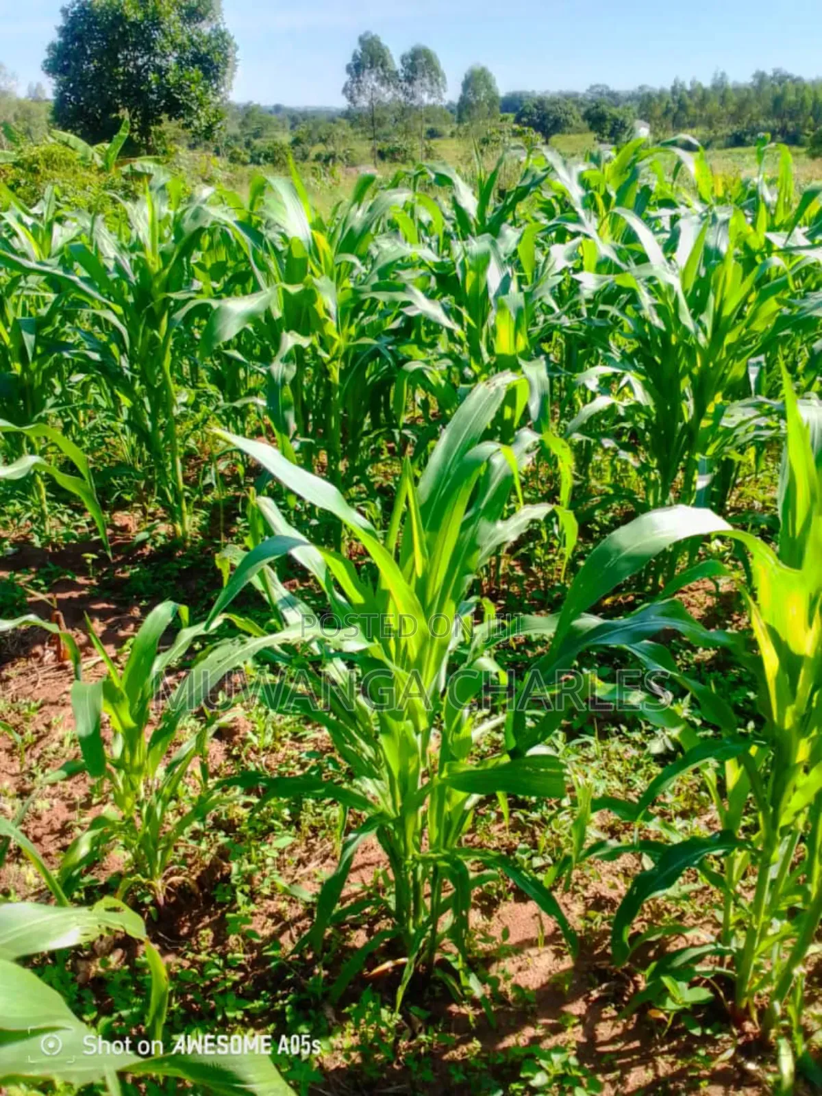 Land for Sale in Kikyusa in Luwero / Luwero