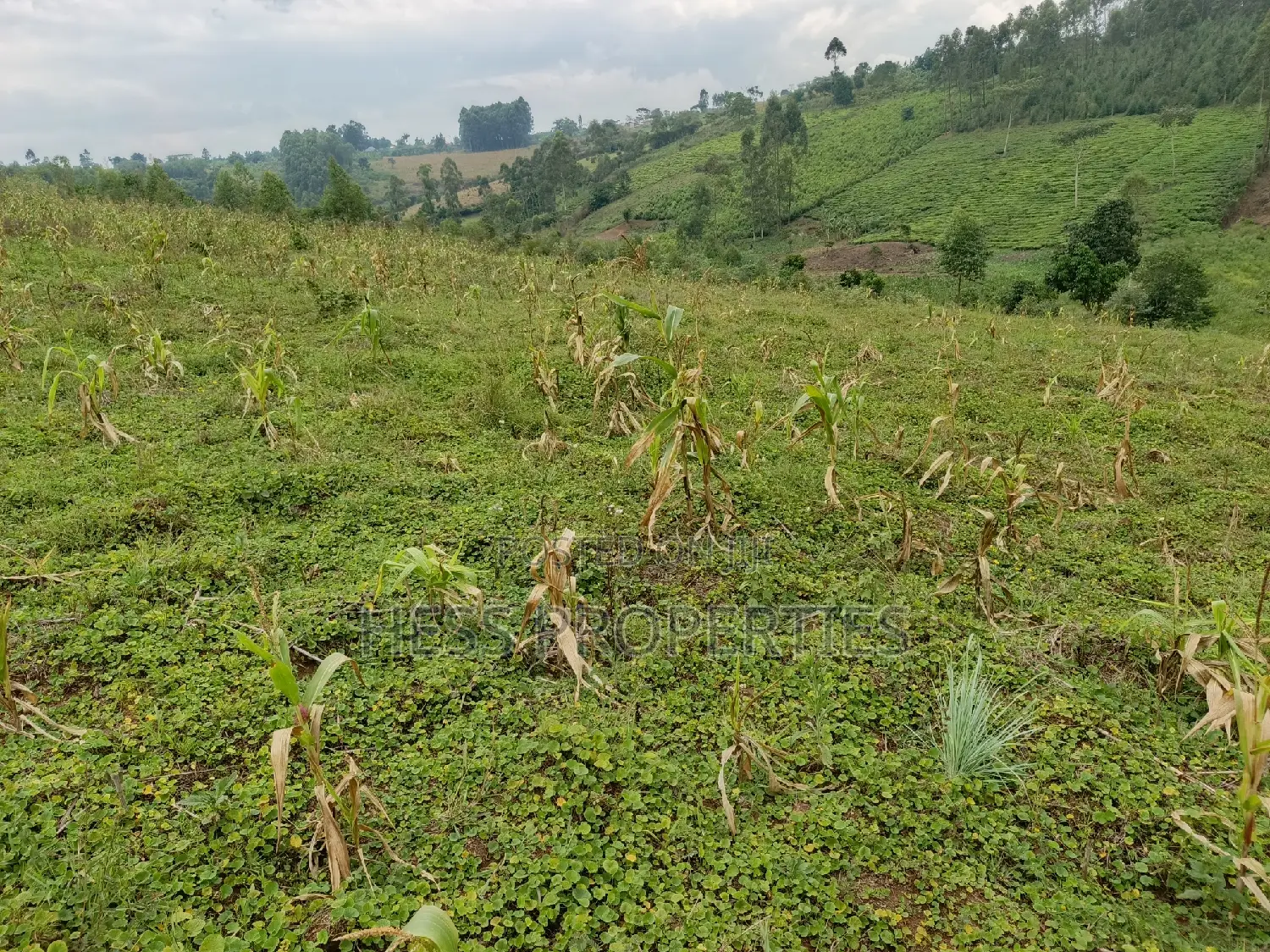 6acres of Land on Sale Located in Rugombe Town Council in Kyenjojo