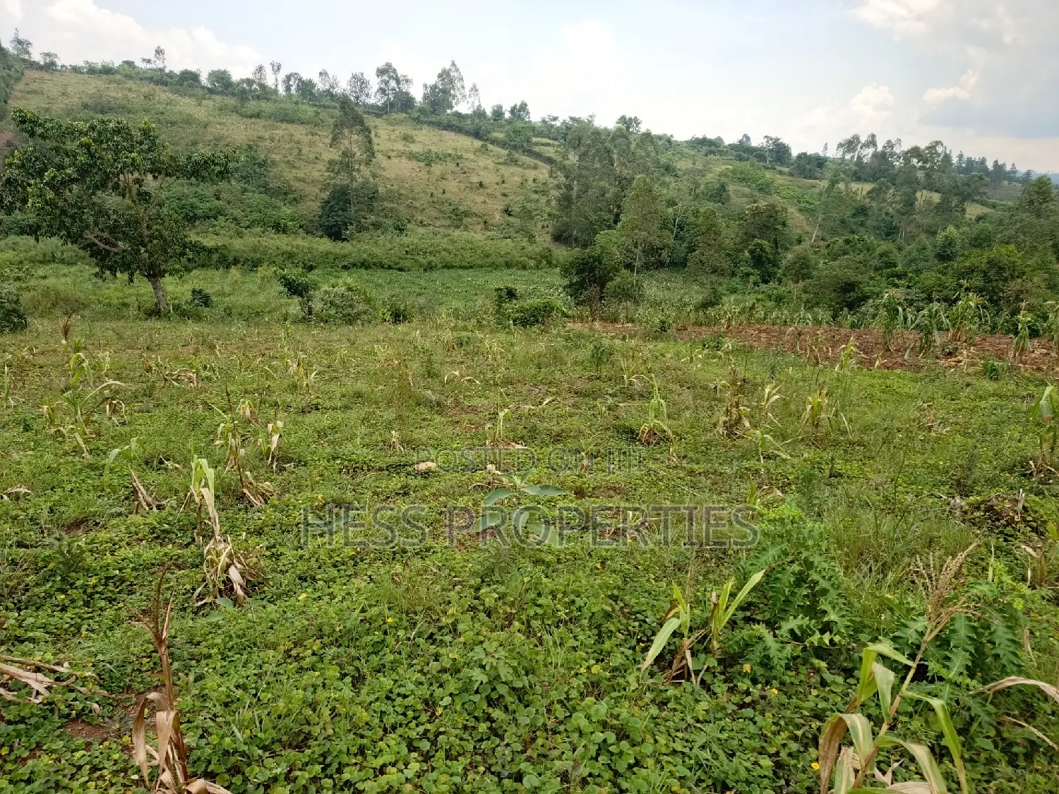6acres of Land on Sale Located in Rugombe Town Council in Kyenjojo