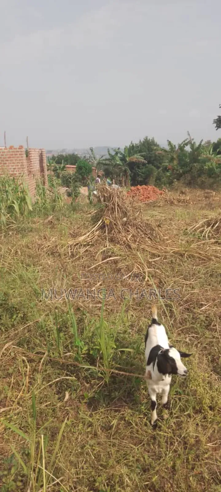 Plot's for Sale in Busiika in Central Division