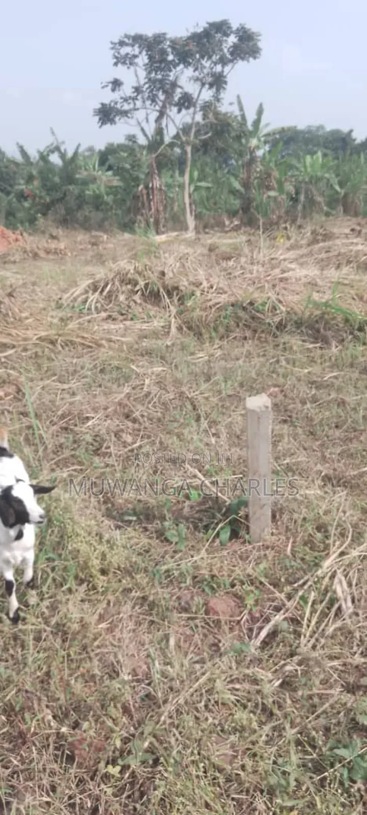 Plot's for Sale in Busiika in Central Division