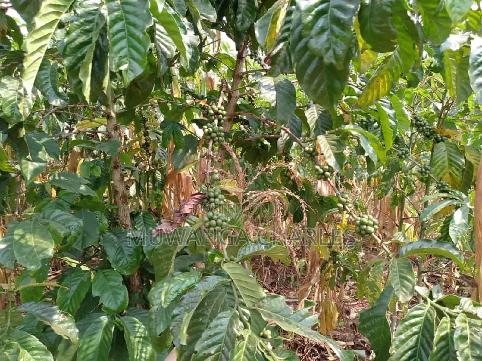 5acres for Sale in Luwero in Central Division
