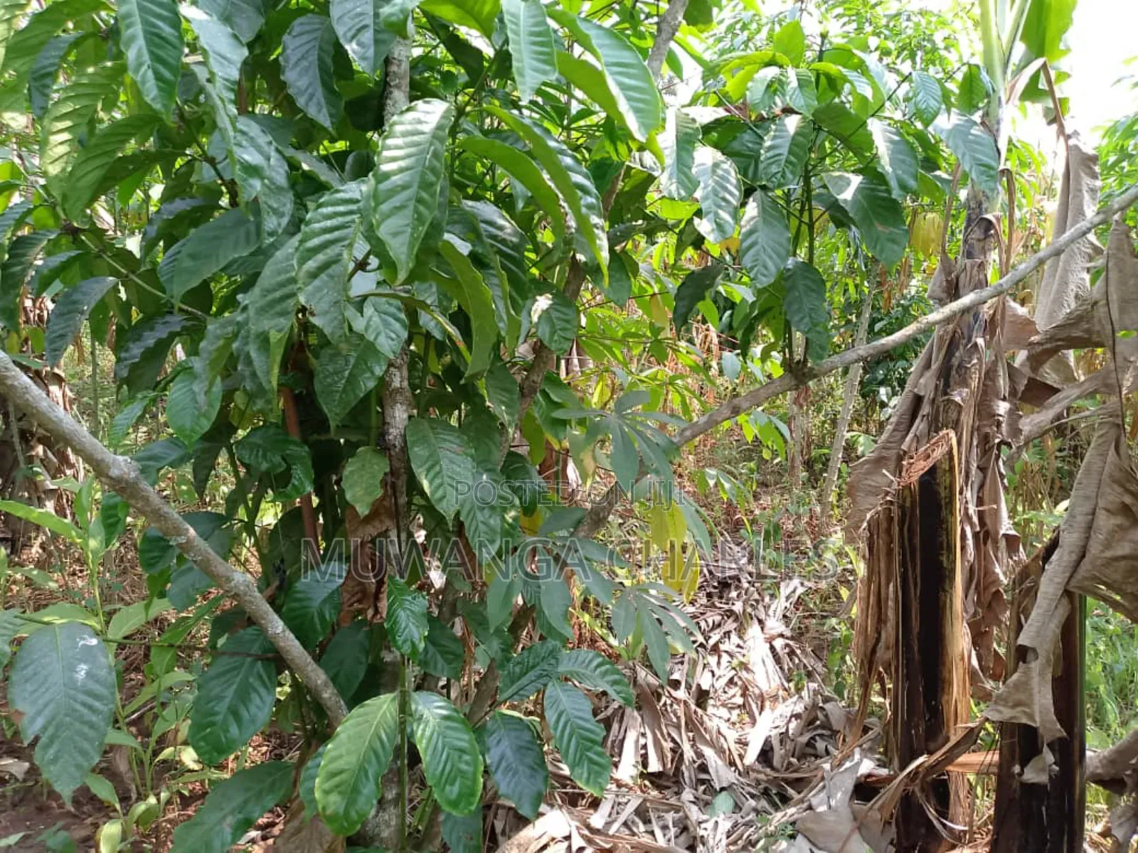 5acres for Sale in Luwero in Central Division