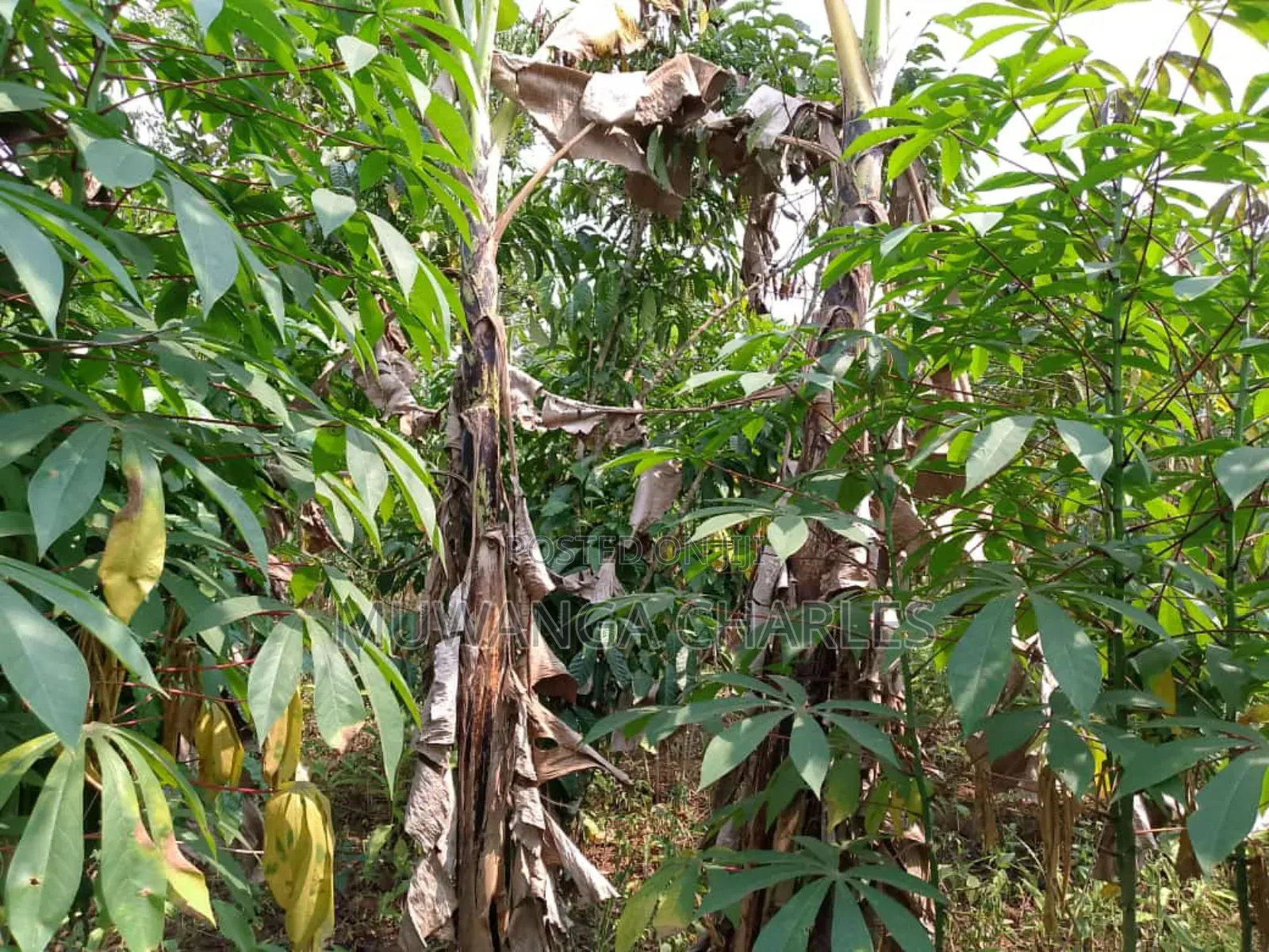 5acres for Sale in Luwero in Central Division