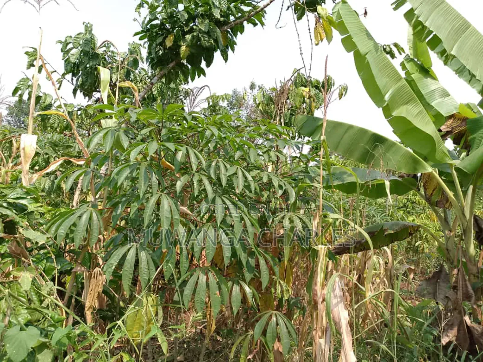 5acres for Sale in Luwero in Central Division