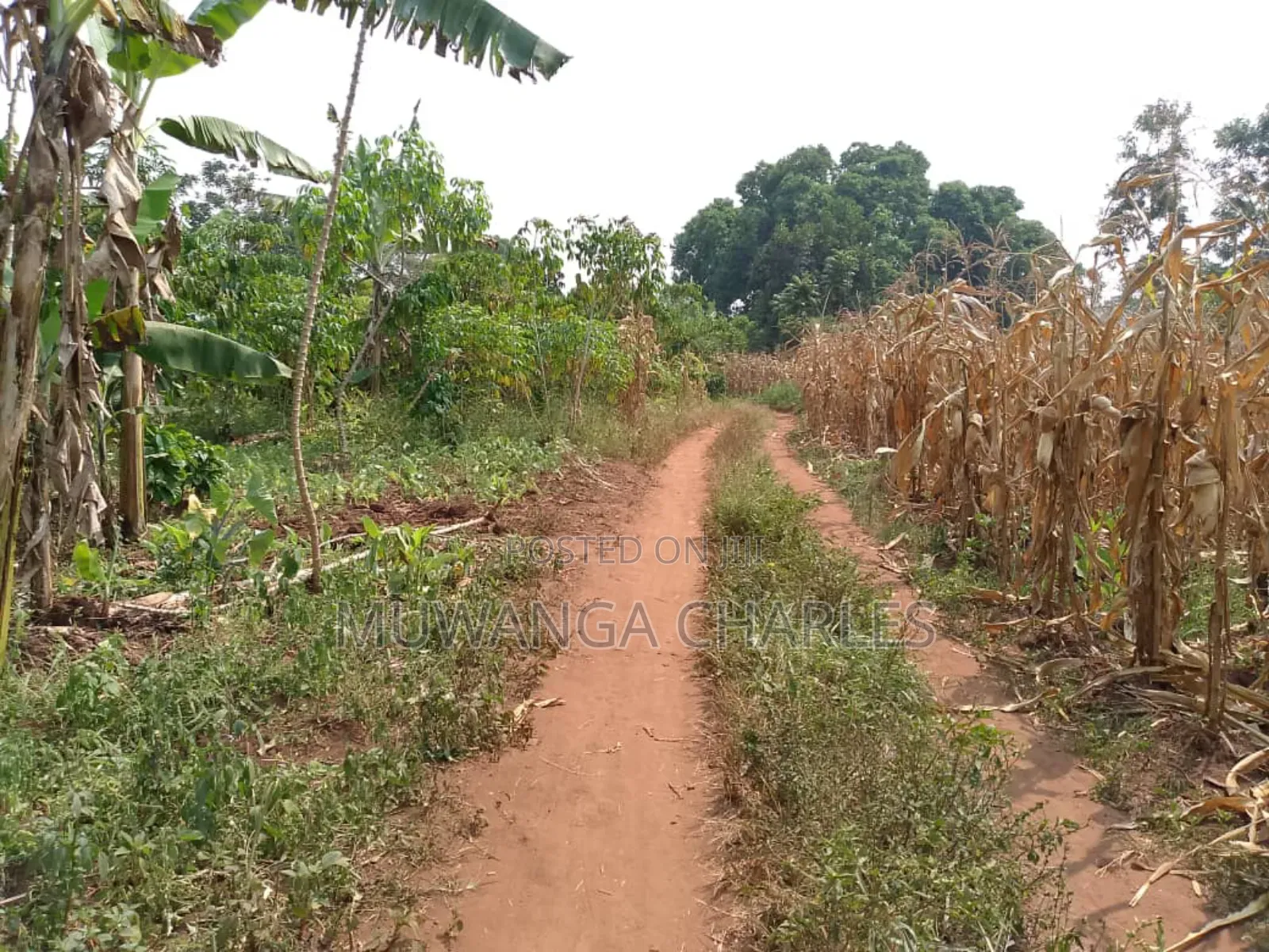 5acres for Sale in Luwero in Central Division