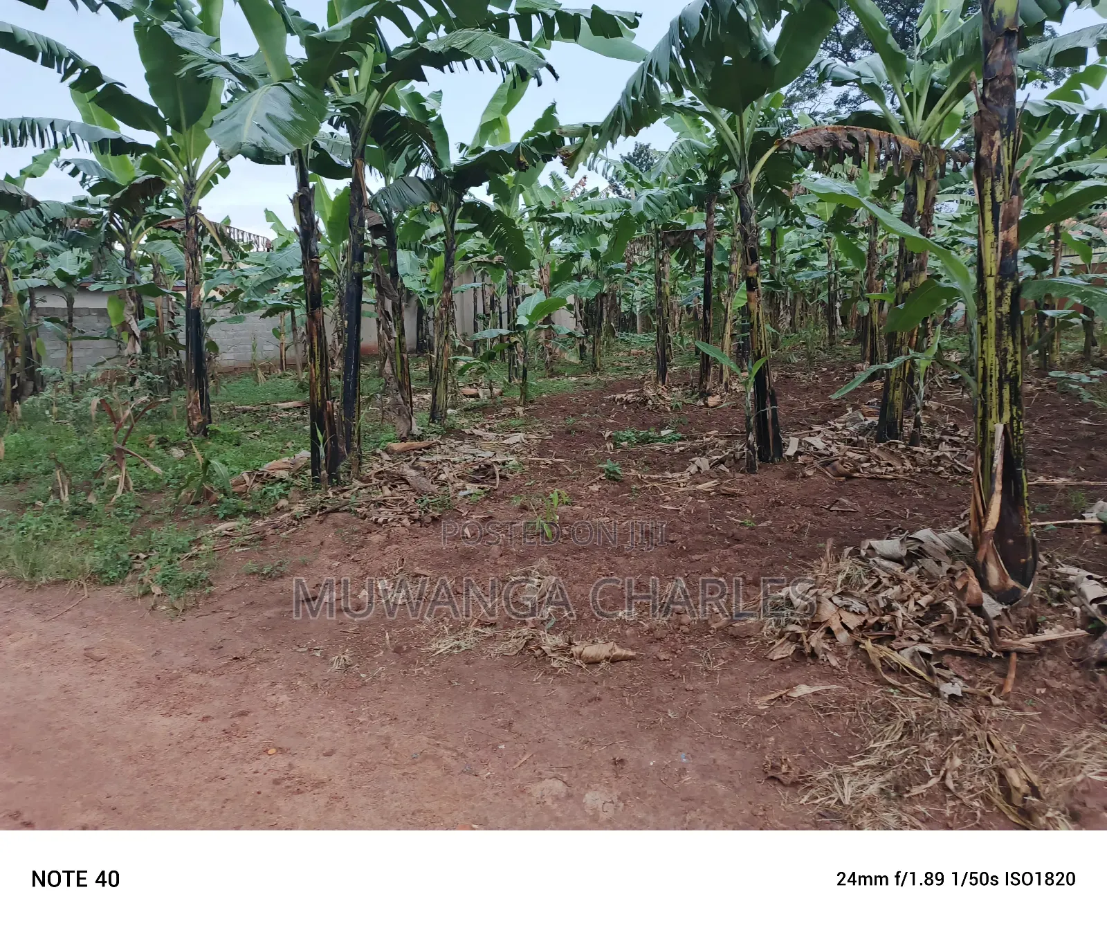 100by50ft Plot for Sale in Nangabo in Nangabo